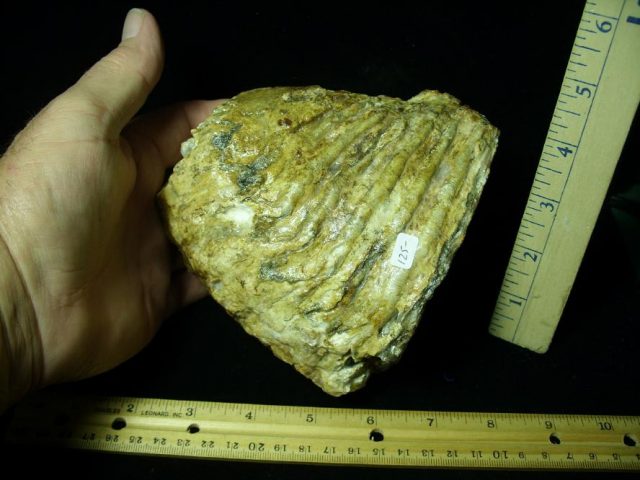 Fossilized Partial Mammoth Molar (102420j)