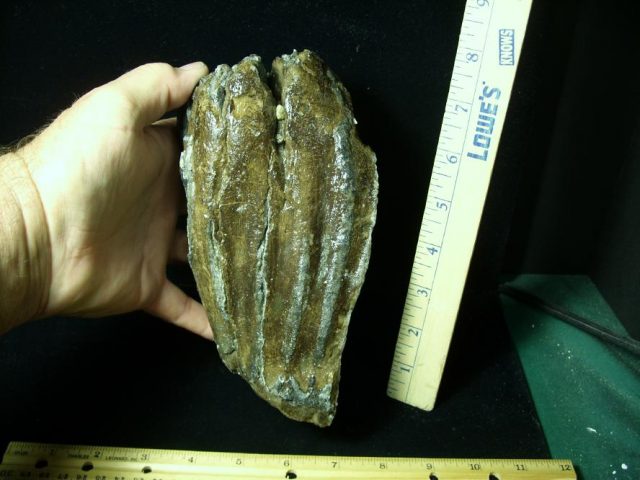 Fossilized Partial Mammoth Molar (102420k) - Image 2