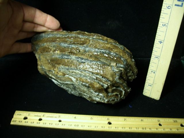 Fossilized Partial Mammoth Molar (102420k)