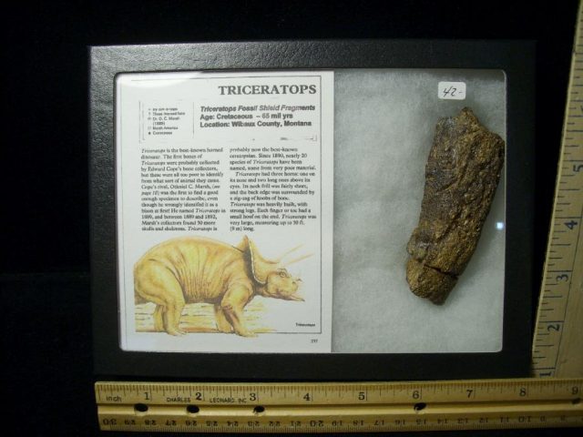 Triceratops Dinosaur Shield Fragment (102320n)