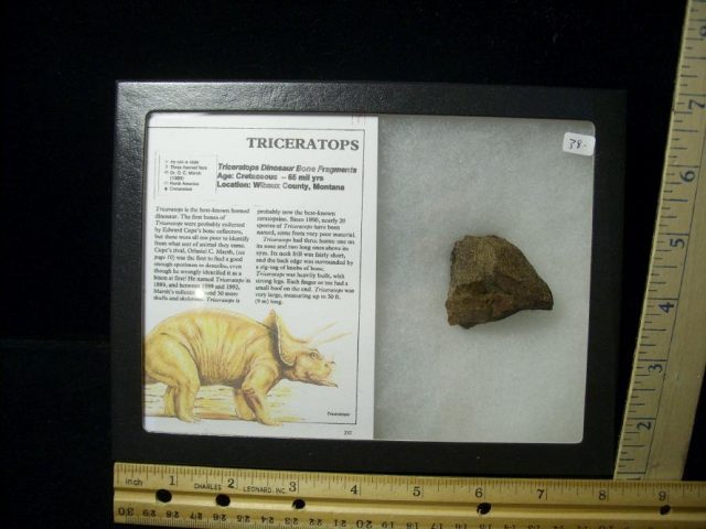 Triceratops Dinosaur Bone Fragments (102420n)