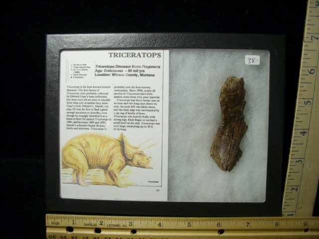 Triceratops Dinosaur Bone Fragments (102820a)