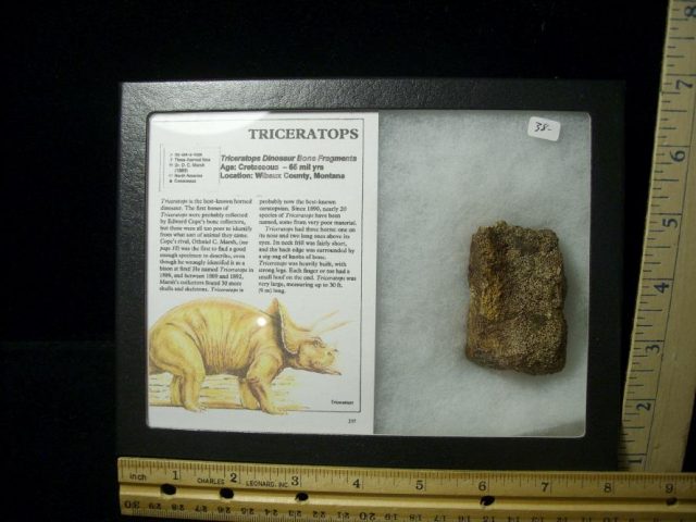 Triceratops Dinosaur Bone Fragments (102820b)