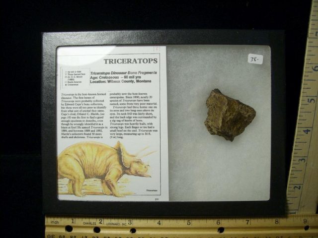 Triceratops Dinosaur Bone Fragments (102820c)