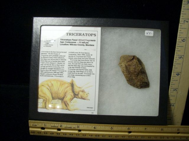 Triceratops Dinosaur Shield Fragment (102820h)