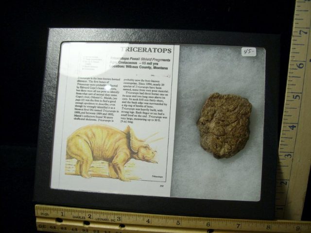 Triceratops Dinosaur Shield Fragment (102820j)