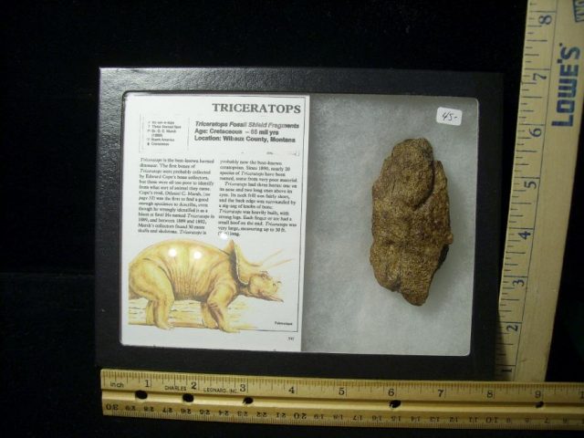 Triceratops Dinosaur Shield Fragment (102820k)