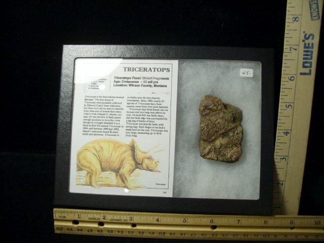Triceratops Dinosaur Shield Fragment (102820m)