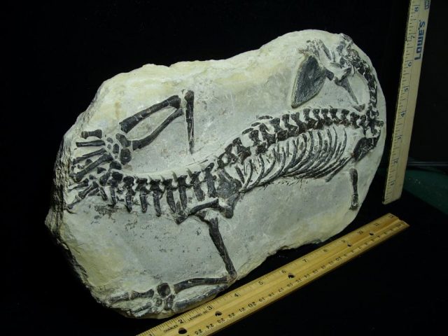 Claudiosaurus germaini  Reptile (102920f) - Image 2