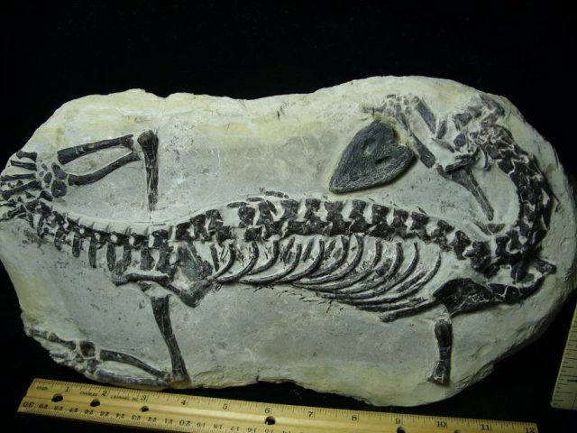 Claudiosaurus germaini  Reptile (102920f) - Image 3
