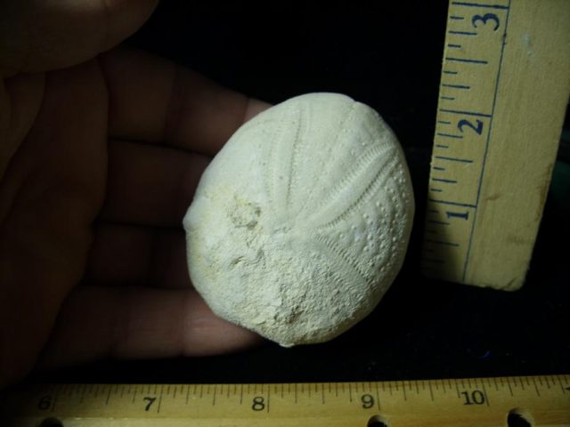 Fossilized Echinoid  (102920h)