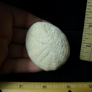 Fossilized Echinoid (Sea Biscuit) (102920g)