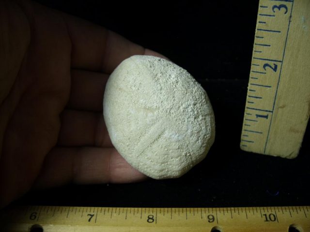 Fossilized Echinoid (Sea Biscuit) (102920g)
