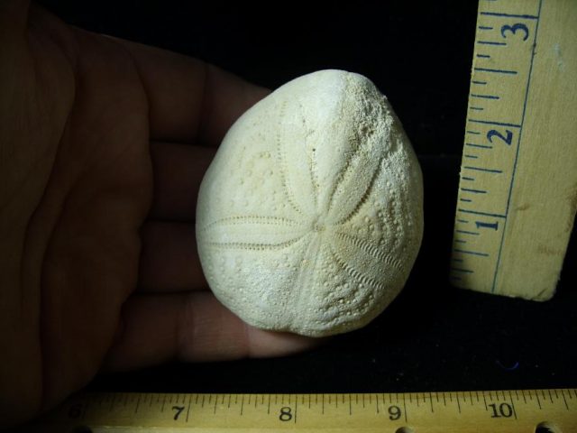 Fossilized Echinoid (Sea Biscuit) (102920j)
