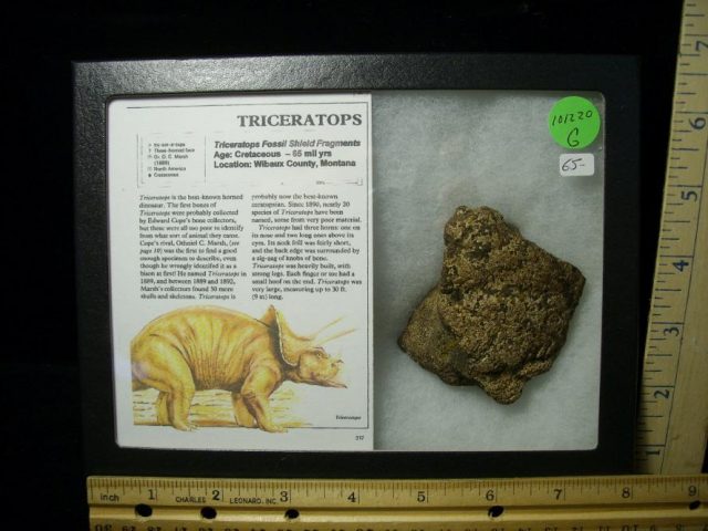 Triceratops Dinosaur Shield Fragment (101220g)