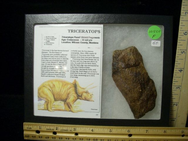 Triceratops Dinosaur Shield Fragment (101220f)