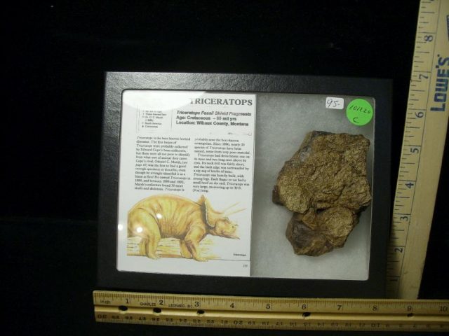 Triceratops Dinosaur Shield Fragment (101220c)