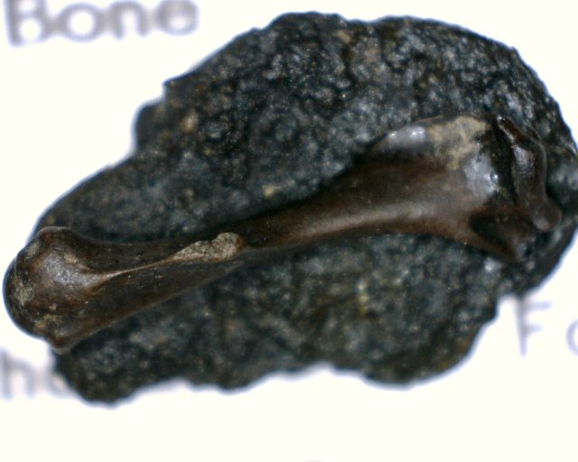 Rancho La Brea Formation Tar Pit Bird Bone(085020g)