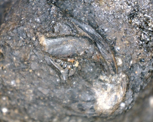 Rancho La Brea Formation Tar Pit Beetles  & Rodent Jaw (085020f)