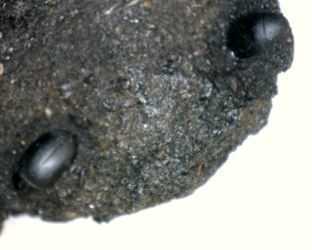 Rancho La Brea Formation Tar Pit Beetles  & Rodent Jaw (085020f) - Image 2