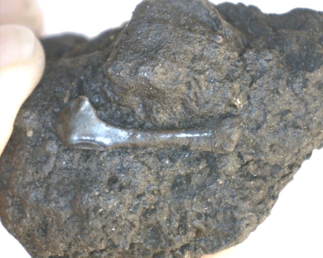 Rancho La Brea Formation Tar Pit Bird Bone (103120m)