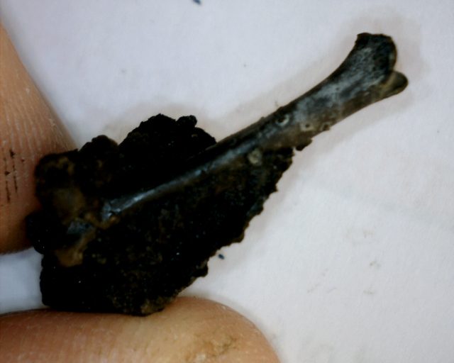 Rancho La Brea Formation Tar Pit Bird Bone (103120n) - Image 3