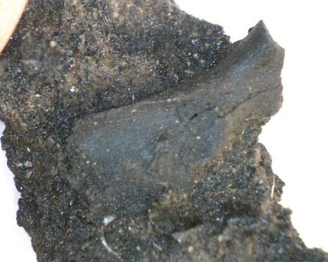 Rancho La Brea Formation Tar Pit Rabbit Bone (103120p)