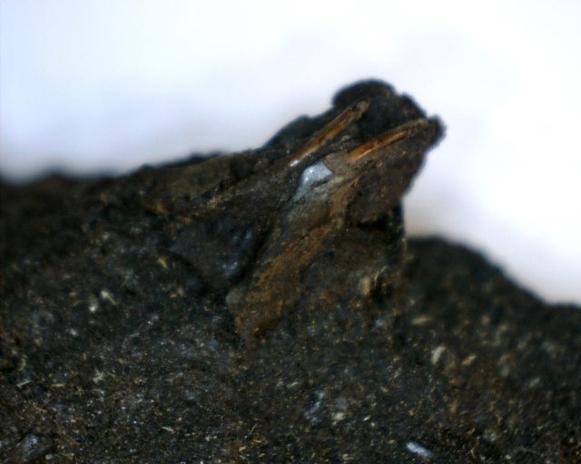 Rancho La Brea Formation Tar Pit Rodent Jaw (110420a)