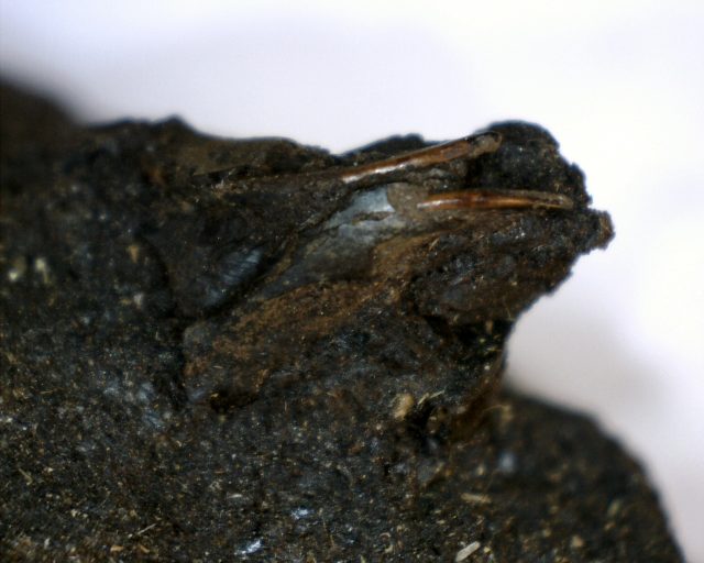 Rancho La Brea Formation Tar Pit Rodent Jaw (110420a) - Image 2