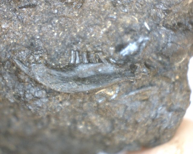 Rancho La Brea Formation Tar Pit Rodent Jaw (110420b) - Image 3