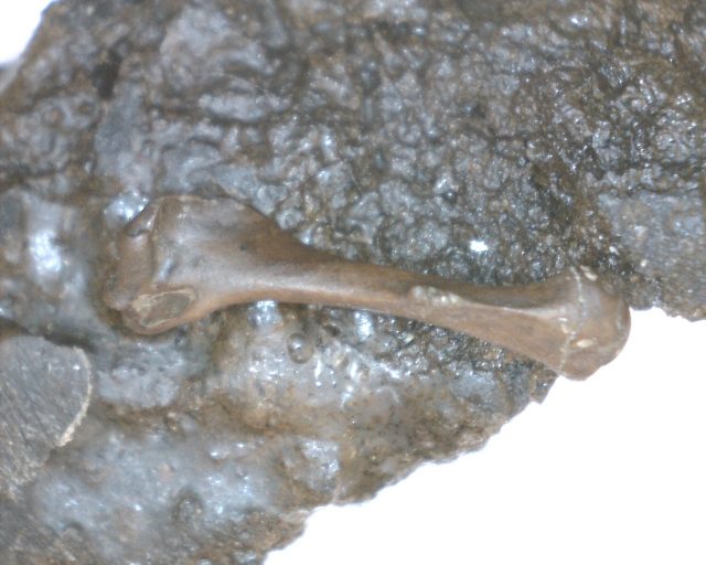 Rancho La Brea Formation Tar Pit Bird Bone (110420e)