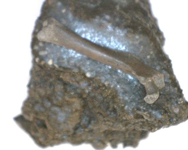 Rancho La Brea Formation Tar Pit Bird Bone (110420g)