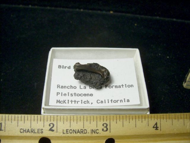 Rancho La Brea Formation Tar Pit Bird Bone(085020g) - Image 2