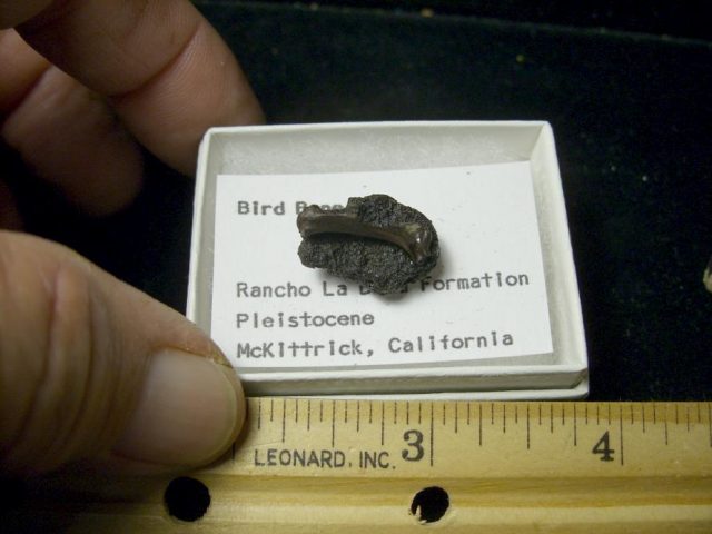 Rancho La Brea Formation Tar Pit Bird Bone(085020g) - Image 3