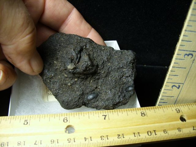 Rancho La Brea Formation Tar Pit Beetles  & Rodent Jaw (085020f) - Image 4