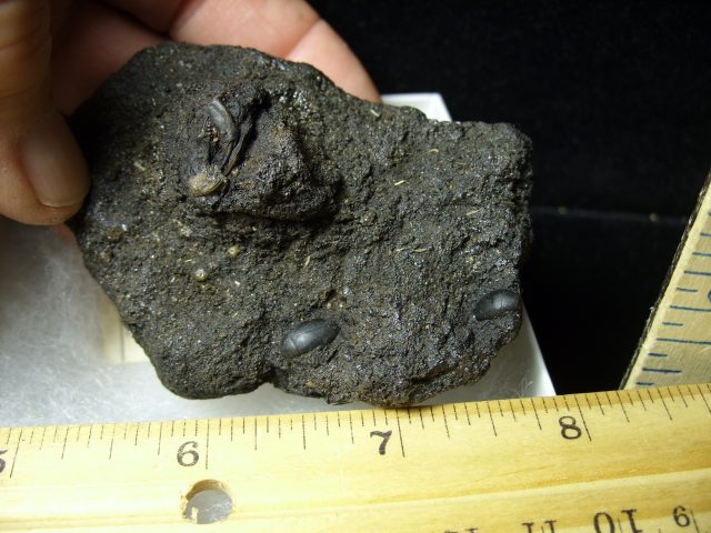 Rancho La Brea Formation Tar Pit Beetles  & Rodent Jaw (085020f) - Image 3