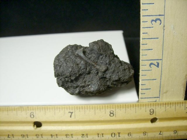 Rancho La Brea Formation Tar Pit Bird Bone (103120m) - Image 2