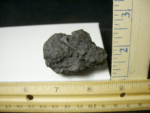 Rancho La Brea Formation Tar Pit Bird Bone (103120m) - Image 3