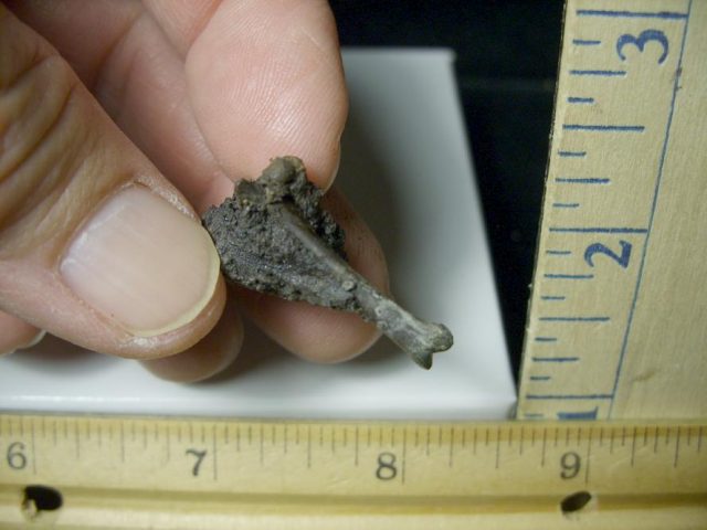 Rancho La Brea Formation Tar Pit Bird Bone (103120n)