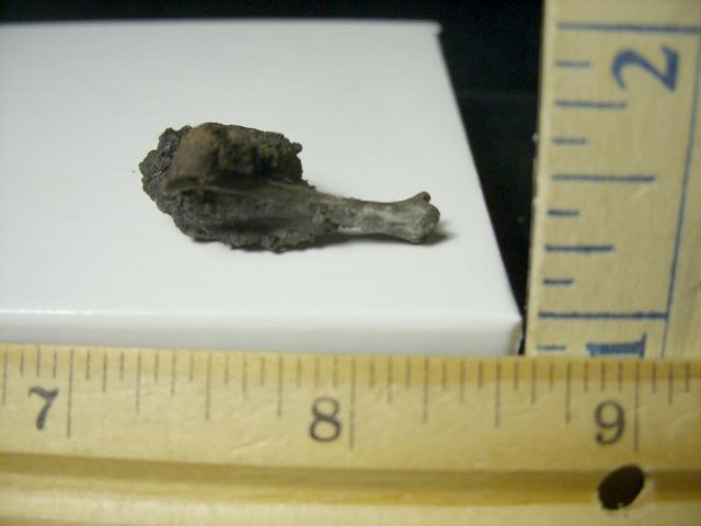 Rancho La Brea Formation Tar Pit Bird Bone (103120n) - Image 2