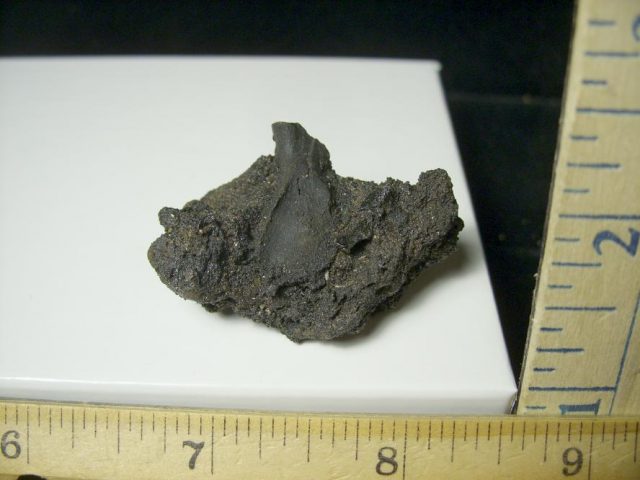 Rancho La Brea Formation Tar Pit Rabbit Bone (103120p) - Image 2