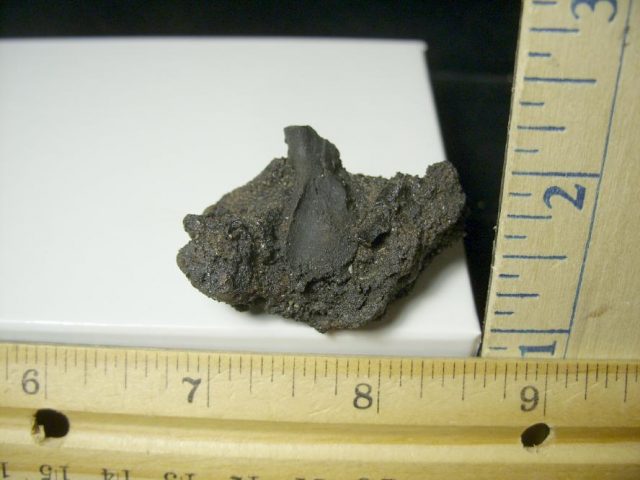 Rancho La Brea Formation Tar Pit Rabbit Bone (103120p) - Image 3
