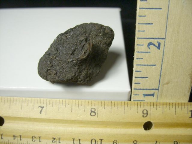 Rancho La Brea Formation Tar Pit Rodent Jaw (110420a) - Image 3