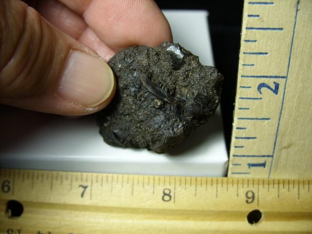 Rancho La Brea Formation Tar Pit Rodent Jaw (110420b)
