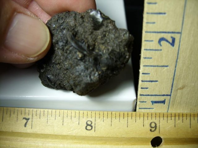 Rancho La Brea Formation Tar Pit Rodent Jaw (110420b) - Image 2