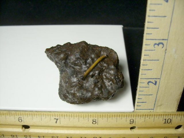 Rancho La Brea Formation Tar Pit Bird Bone (091120h) - Image 2