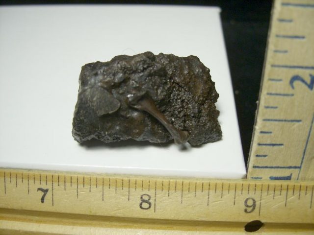 Rancho La Brea Formation Tar Pit Bird Bone (110420e) - Image 2
