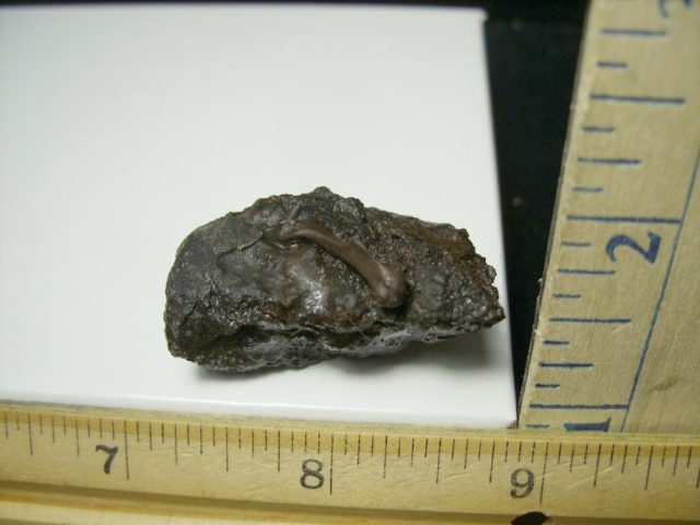 Rancho La Brea Formation Tar Pit Bird Bone (110420e) - Image 3