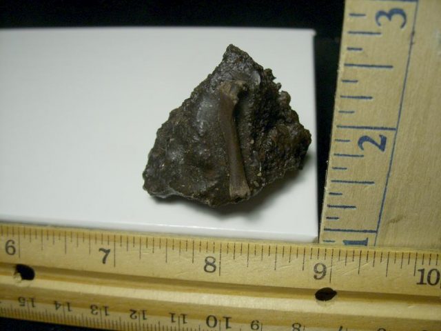 Rancho La Brea Formation Tar Pit Bird Bone (110420g) - Image 2