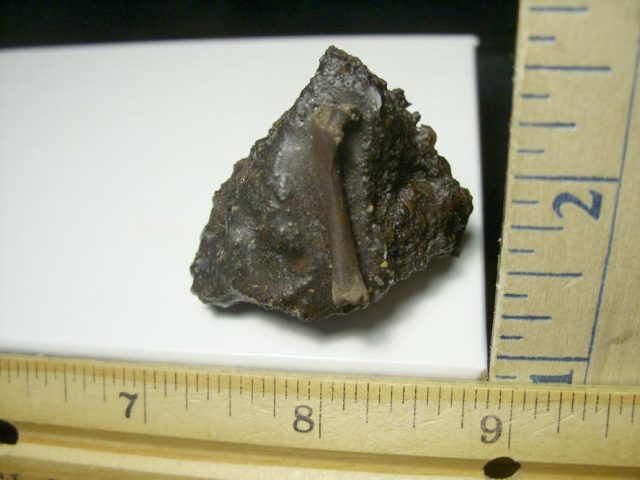 Rancho La Brea Formation Tar Pit Bird Bone (110420g) - Image 3